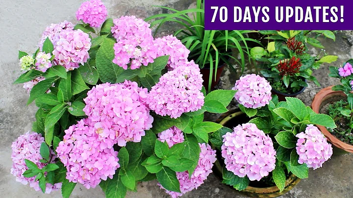 SECRETS To Get MAXIMUM Flowers on Hydrangea Plant - DayDayNews
