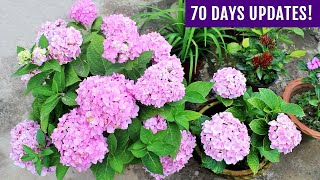 SECRETS To Get MAXIMUM Flowers on Hydrangea Plant