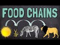 Energy and Food Chains Quiz
