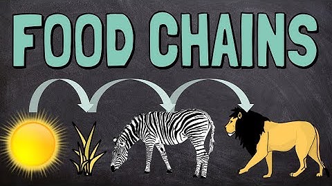 What are Food Chains?