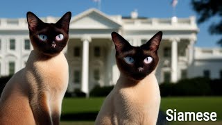 🏛️ 'Siamese Cats: The Feline That Lived in the White House!' by Pretty Purrfect Cat Facts 219 views 1 year ago 2 minutes, 32 seconds