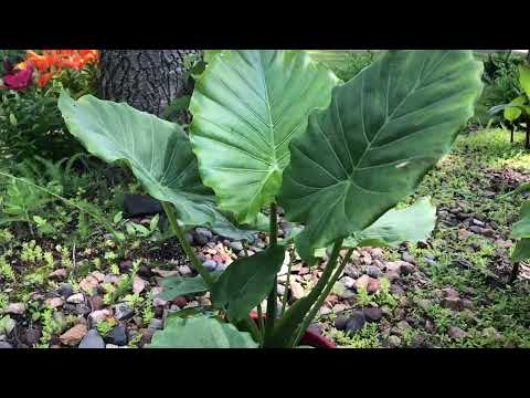 Video: Kuv Alocasia Elephant Ear Has Seed Pods - Yuav Ua Li Cas Nrog Elephant Ear Paj Seeds