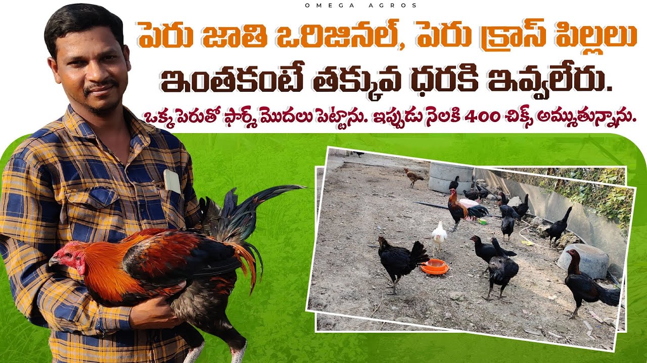 తక్కువ ధరకే పెరు జాతి ఒరిజినల్ మరియు పెరు క్రాస్. 8328466461