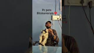 all dog breeds puppy's availble Bhimavaram  #pets #animals #dog #huskey_dog #petshop 📱:7995530836