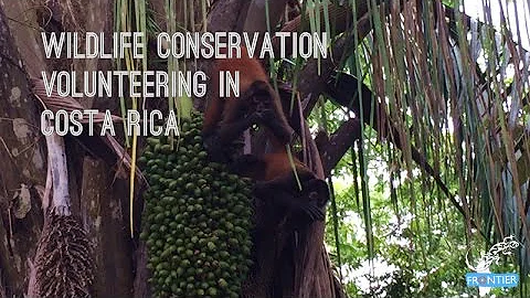 Wildlife Conservation - Volunteering in Costa Rica
