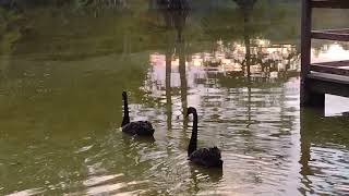 Fall Feast Sumter, SC 9-8-2022 Swan Lake
