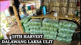 19TH HARVEST SA OKRA SULONG DALAWANG LAKSA ULIT TAYO♥️🙏