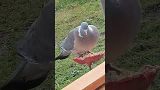 hungry pigeon #pigeon #woodpigeon #birds #pigeons #shortsvideo #youtubeshorts