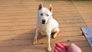 White Husky Catches Invisible Treats