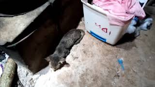 Si Pupus Cemong Sakit dan akhirnya meninggal || Selamat jalan pus😭😭😭