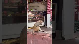 Monkeys 🙉 time #nature #feed #india #tajmahal