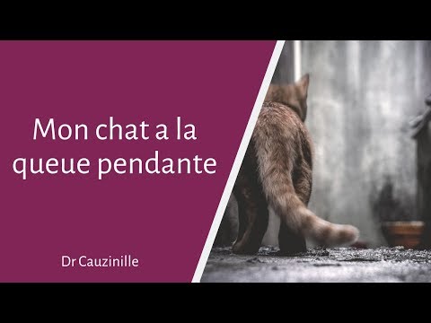 Vidéo: Un Chat à La Queue Cassée : L'exception Ou La Norme