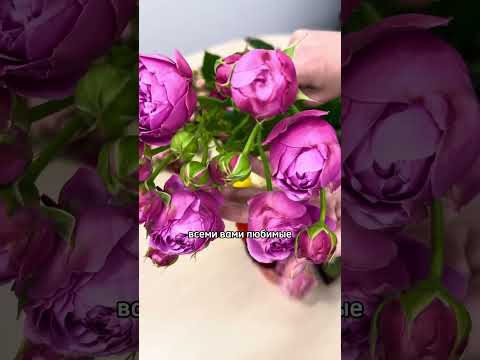 Обзор роз от отечественного производителя QUALIFERUS #цветочныйбизнес #mflowers #цветы #розы #rose