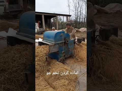 شالی های انبار شده پارسال رو خرمن میکنیم تخمجو اماده میکنیم برای نشاء امسال