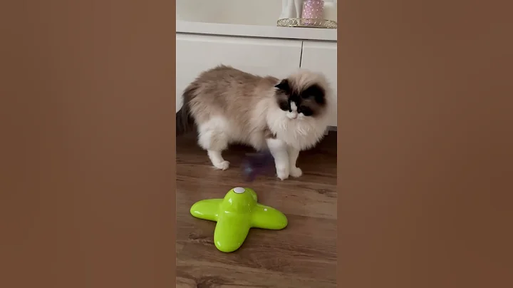 Watch the video about Ragdoll cat vs new toy #shorts #cat #catlover #ragdollkittens