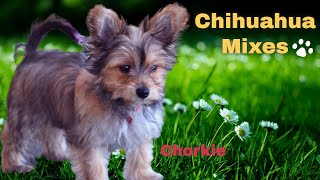 Chihuahua mixes