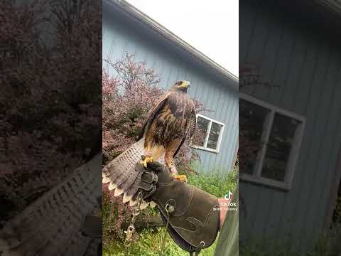 Eagle Screams Like