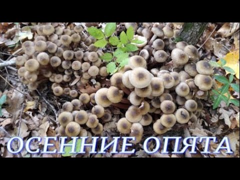 Опята Царские Грибы Фото