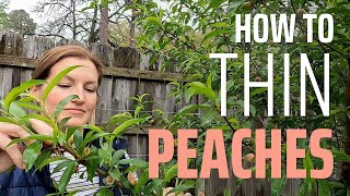 Peach Thinning 101 (No Pain No Gain!)