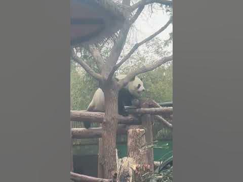 Panda Menglan has an optimistic personality and is full of energy - YouTube