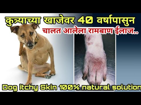 DOG KI KHUJALI KA ILAJ | कुत्र्याच्या खाजेवर 40 वर्षापूर्वीचा रामबाण उपाय मराठी | DOG ITCHING UPAY