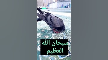 تلاوة خاشعة تقشعر لها القلوب ولأبدان قراءة  عذب التلاوة تراتيل النور همسات القرآن نور الإيمان