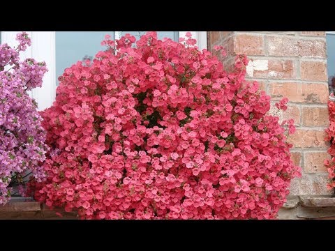 Видео: Лучшие теневые цветы для горшков: выращивание теневых цветов в контейнерах