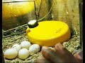Exotic Parrot - Bird Breeding Progress And Checking Parrot Eggs Fertile or Infertile