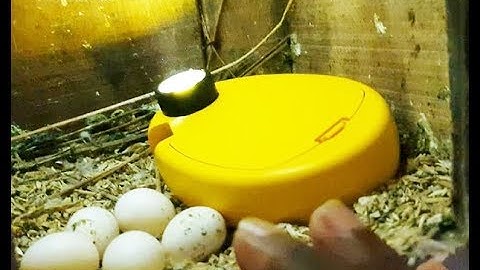 Exotic Parrot - Bird Breeding Progress And Checking Parrot Eggs Fertile or Infertile