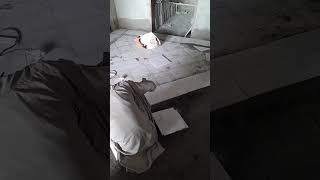 Verona Marble Floor Samosa Type