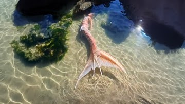 The Most Unbelievable Mermaid Sightings Scientists Still Can’t Explain