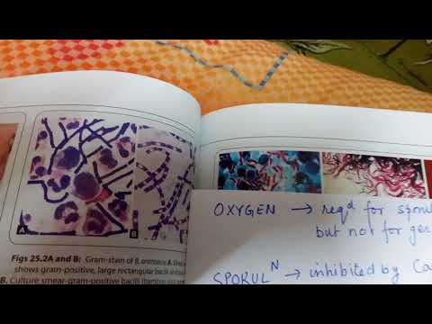 Bacillus 1..spore forming bacteria