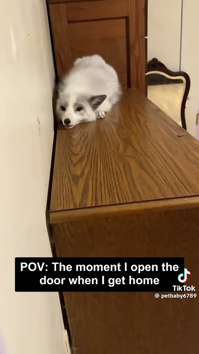 #shortvideos #viral #fox #cute #shorts #fy #foryou #fyp #fypage #foru #foxes #silly #funny #4you #4u