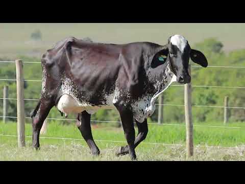 LOTE 268   ZGIG 570 BOTOM 9186