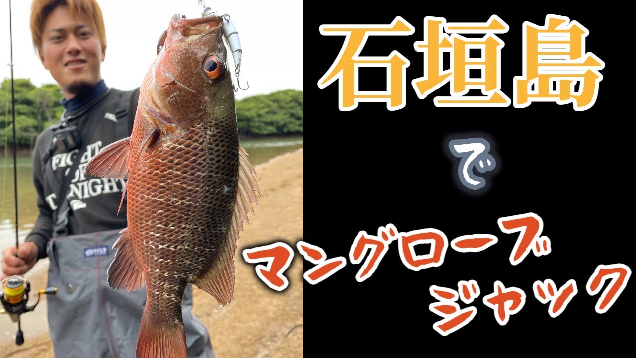 【石垣島】マングローブジャックを釣りに行く！(ゴマフエダイ)