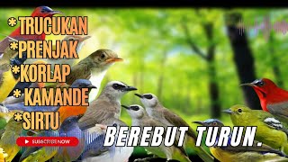 Suara Pikat Burcil Ribut Trucukan, Prenjak,Kamande,Sogon,Sirtu Terbaru 2026 II Anti Zonk ❗