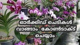 Gardening Malayalam/Orchid plant sale Zain world