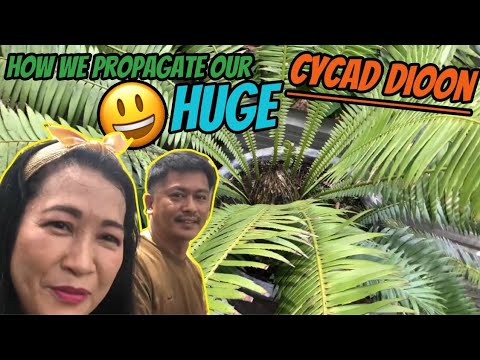 How we propagate our Huge Cycad Dioon Edule| All in English Language and full of laughters! Funny!