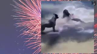 Florida Man Fourth of July Compilation 2019