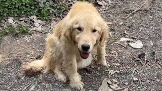 Paralyzed in both legs, the poor dog was abandoned on the side of the road with a message