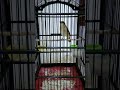 Burung sikatan Londo gacor siang malam~Omah manuk