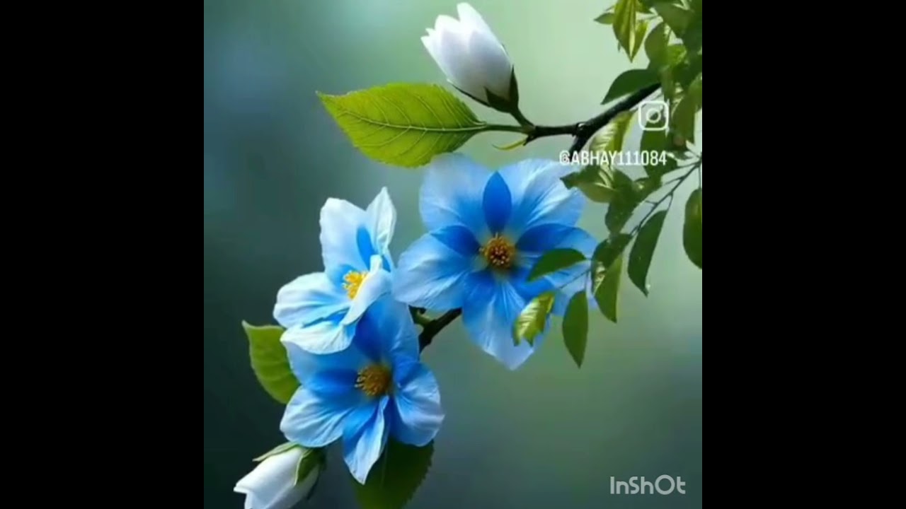 #ಭಾವಗೀತೆ#ಯಾರಿಗೂ_ಹೇಳೋನು_ಬ್ಯಾಡ