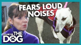 Whippet Fears Loud Noises and Busy Roads | It's Me or The Dog