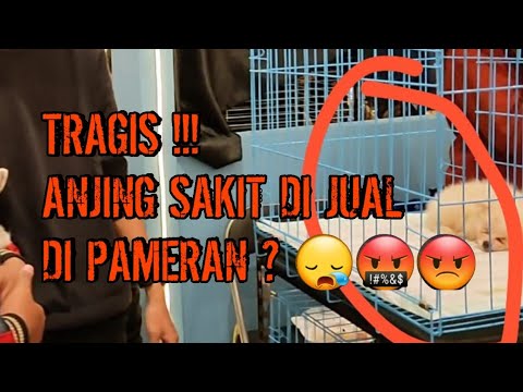 Video: Kemajuan Terbaru Pada Repens Dirofilaria Pada Anjing Dan Manusia Di Eropa