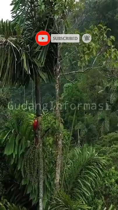 Suara hewan di hutan hujan tropis #shorts #gudanginformasi