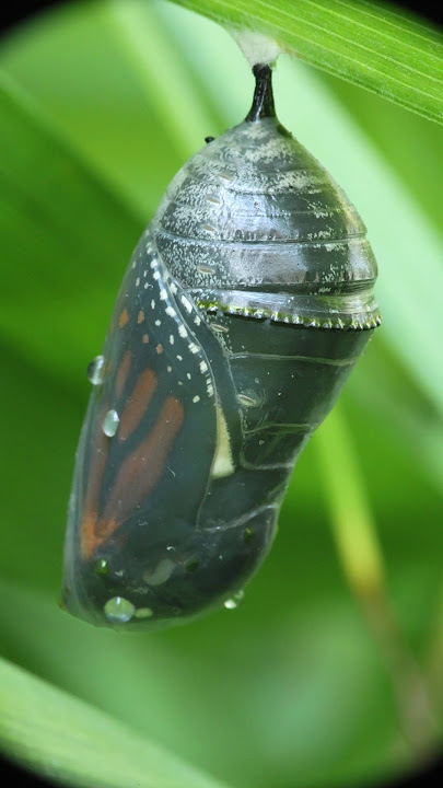 2025-8-28, 7:32am. Monarch Butterfly Chrysalis ripening, Day 3 - Hatching Day! Stellar wing margin!!