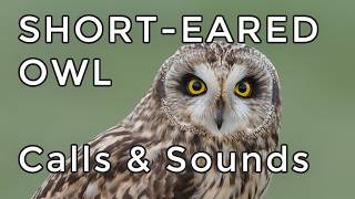 Short-eared Owl Calls: Learn Its Hoots, Screams, Wing Claps, & Other Sounds