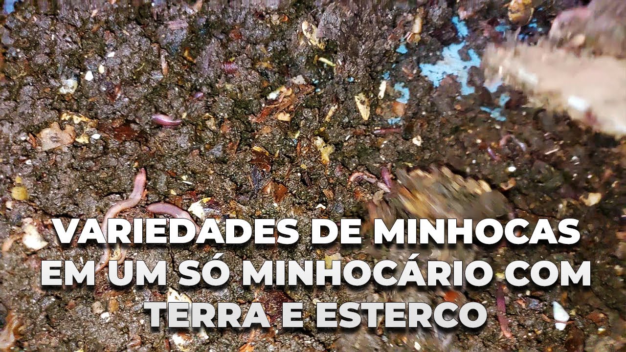 Tipos De Minhocas Siro Húmus De Minhoca 11L