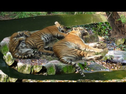 Video: Tadoba Negara dan Rizab Harimau: Panduan Lengkap
