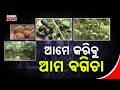 Big Inspiration! Sonepur Village Grows Mango, Jackfruit &amp; More on Common Land